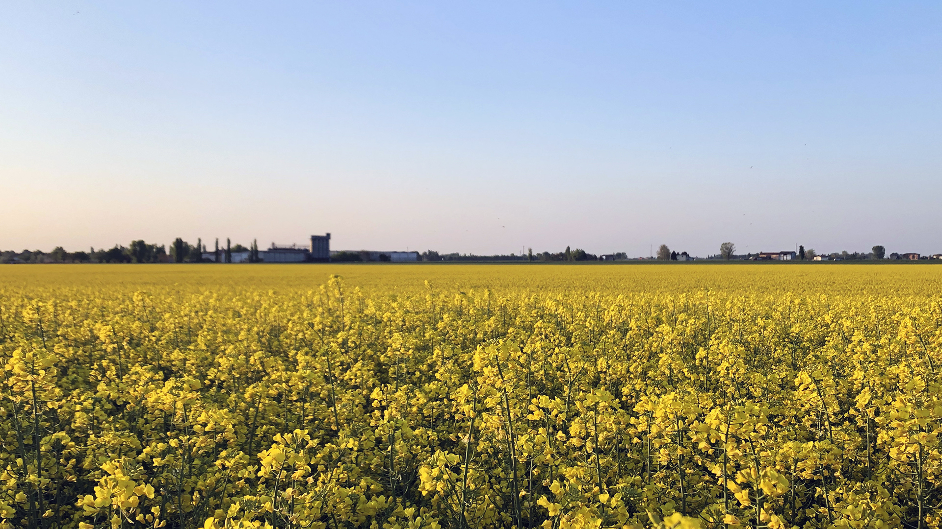 VALLE TORRETTA - SOCIETA' AGRICOLA - SOCIETA' SEMPLICE — foto 5